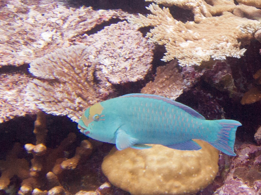 Tan Faced Parrotfish (Chlorurus frontalis)