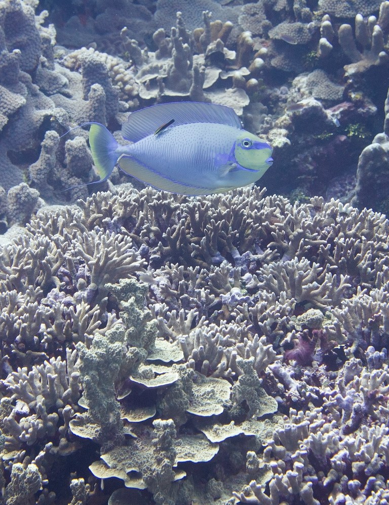 Bignose Unicornfish (Naso vlamingii) Being Cleaned