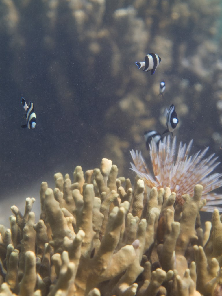 Humbug and Blacktail Dasycllus