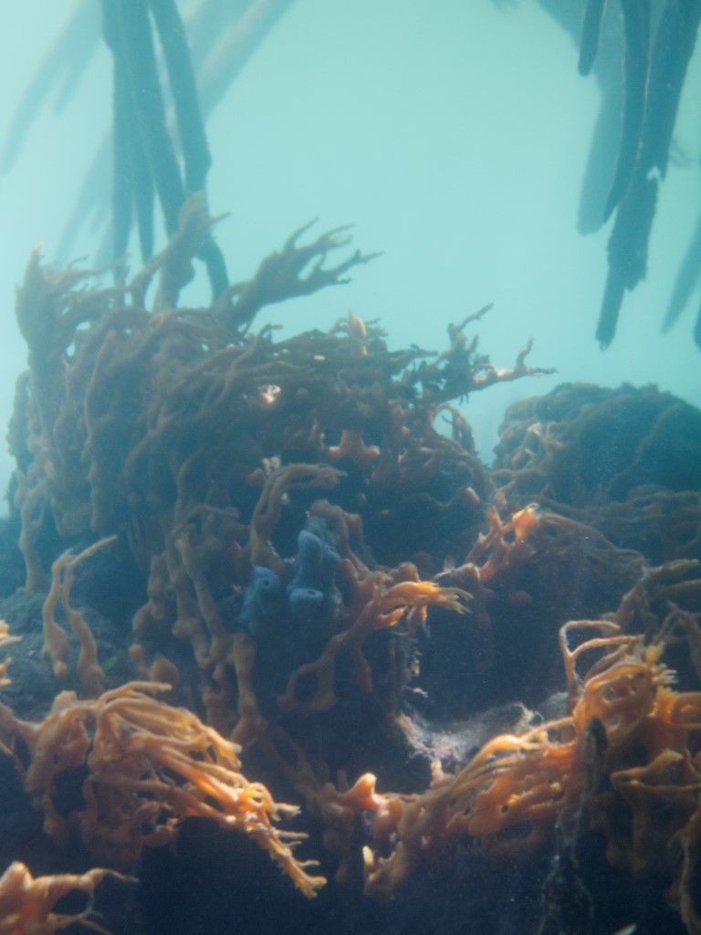 Mangrove Roots and Sponges